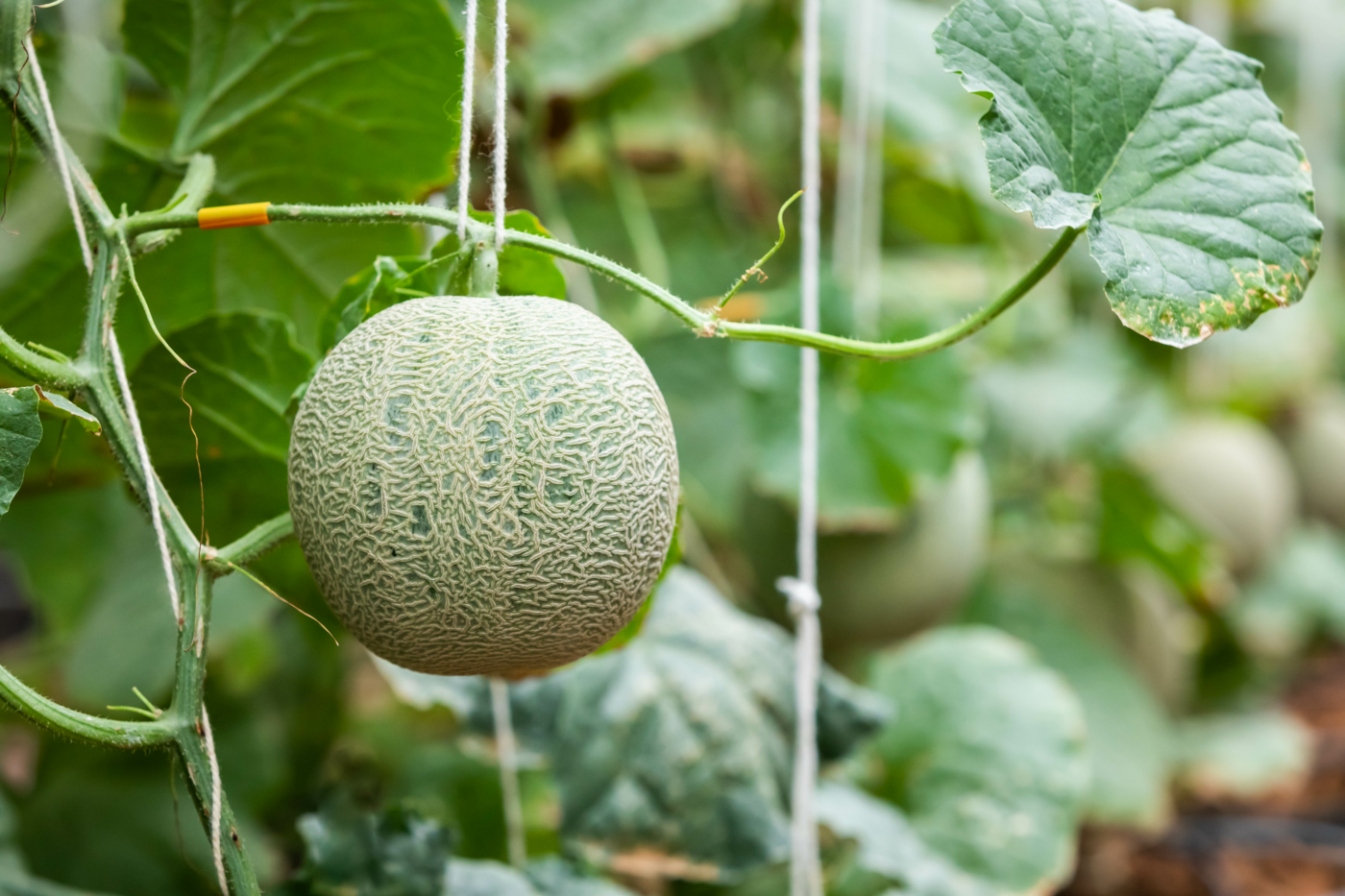 Japanese Musk Melon - We Supply Yachts